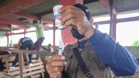 Pemprov Jatim Tetapkan Status Darurat PMK