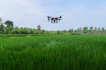 Petani Semprot Sawah Pakai Drone untuk Kurangi Biaya Operasional