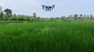 Petani Semprot Sawah Pakai Drone untuk Kurangi Biaya Operasional