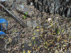 Ulat Bulu Serang 3 Warung di Kota Mojokerto