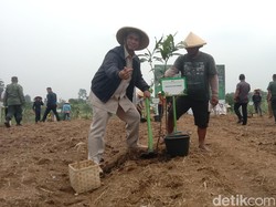 Indramayu Kembangkan Agroforestri, Padi Gogo Jadi Andalan di Lahan Kering