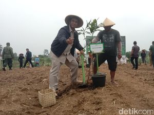 Indramayu Kembangkan Agroforestri, Padi Gogo Jadi Andalan di Lahan Kering Indramayu Kembangkan Agroforestri, Padi Gogo Jadi Andalan di Lahan Kering