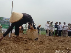 Melihat Cara Penanaman Padi Gogo Tanpa Semai di Indramayu