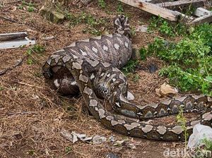 Penampakan Ular Piton 7 Meter Dibunuh Warga Usai Telan Rusa di Konawe