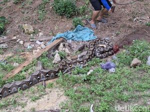 Ular Piton 7 Meter Telan Rusa di Konawe, Sempat Akan Serang Warga Ular Piton 7 Meter Telan Rusa di Konawe, Sempat Akan Serang Warga