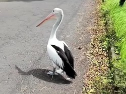 Burung Pelikan Kacamata Koleksi Eco Green Park Kota Batu Lepas ke Jalan