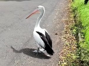 Burung Pelikan Kacamata Koleksi Eco Green Park Kota Batu Lepas ke Jalan Burung Pelikan Kacamata Koleksi Eco Green Park Kota Batu Lepas ke Jalan