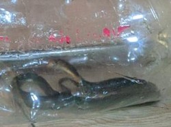 Cerita Warga Klaten Tidur Dengar Suara Desisan, Ternyata Kobra di Bawah Kasur