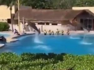 Kematian Memilukan Lumba-lumba di Kolam Resor Hotel