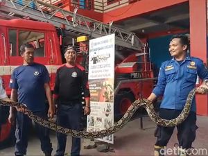 Ular Piton 4 Meter Mangsa Ternak Warga di Parepare, Damkar Evakuasi