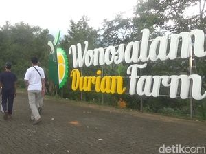 Sensasi Petik dan Santap Durian Premium Langsung dari Kebunnya di Jombang Sensasi Petik dan Santap Durian Premium Langsung dari Kebunnya di Jombang