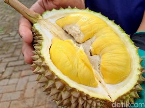 Asyiknya Petik Durian Premium Langsung dari Kebunnya di Jombang