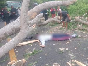 Siswa SMA Tewas Tertimpa Pohon Tumbang di Jalan Denpasar-Gilimanuk Siswa SMA Tewas Tertimpa Pohon Tumbang di Jalan Denpasar-Gilimanuk