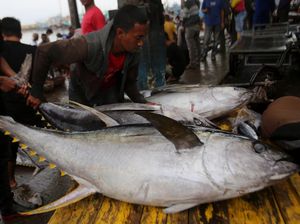 KKP Sebut RI Jadi Produsen Tuna Terbesar Dunia, Kalahkan Taiwan & Jepang