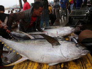 Tarif Impor ke AS Tinggi, Indonesia Perluas Pasar Tuna hingga Jepang-China Tarif Impor ke AS Tinggi, Indonesia Perluas Pasar Tuna hingga Jepang-China