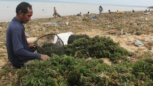 Budi Daya Rumput Laut Rusak Diterjang Banjir Rob