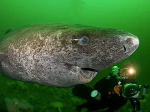 Hiu Greenland, Vertebrata Tertua di Bumi yang Bisa Hidup 500 Tahun Hiu Greenland, Vertebrata Tertua di Bumi yang Bisa Hidup 500 Tahun