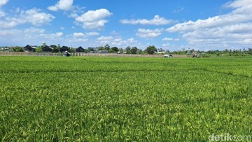 Berita dari Detik Finance: Mentan Janjikan Bangun Ulang 33.000 Ha Sawah Terdampak Banjir, Duitnya Ada?