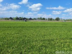 #DemiIndonesia Menteri-Pejabat Daerah di Jatim Wujudkan Swasembada Pangan