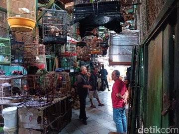 Kicauan Jadi Cuan, Pedagang Raup Puluhan Juta di Pasar Burung Pramuka