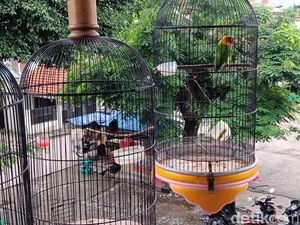 Jangan Kaget, Segini Harga Burung Termahal di Pasar Pramuka Jangan Kaget, Segini Harga Burung Termahal di Pasar Pramuka