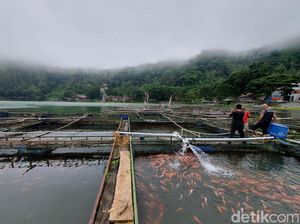 Ikan Keramba di Telaga Ngebel Mati, Pembudidaya Terancam Merugi Ikan Keramba di Telaga Ngebel Mati, Pembudidaya Terancam Merugi