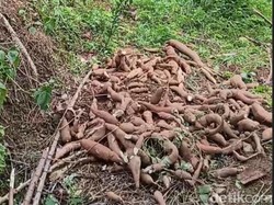 Harga Ketela Rp 400-Rp 900 per Kg, Petani di Madiun Menjerit