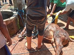 Sapi Mati Usai Nyemplung Sumur di Gunungkidul, Evakuasi 5 Jam