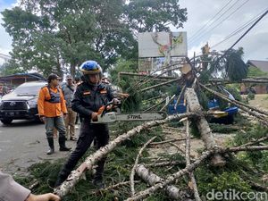 Pohon di Jalur Puncak Rawan Tumbang