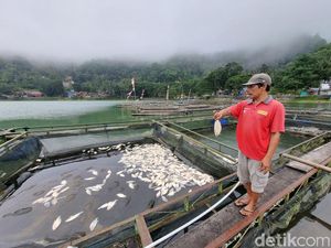 Kata Dinas Perikanan soal Ikan Nila Mati di Telaga Ngebel: Fenomena Upwelling Kata Dinas Perikanan soal Ikan Nila Mati di Telaga Ngebel: Fenomena Upwelling