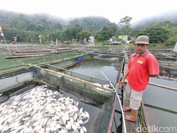 Penyebab Ribuan Ikan di Telaga Ngebel Ponorogo Mati: Belerang Naik