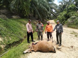 Harimau Berkeliaran di Aceh Timur, Lagi-lagi Mangsa Sapi Warga