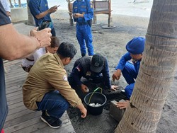 106 Telur Penyu Lekang Dievakuasi Polisi dari Pantai di Buleleng