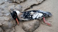 Sejumlah Burung Mati Terdampar di Danau Michigan