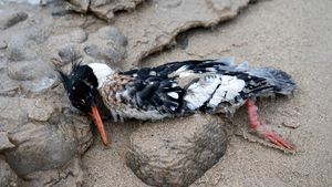 Sejumlah Burung Mati Terdampar di Danau Michigan