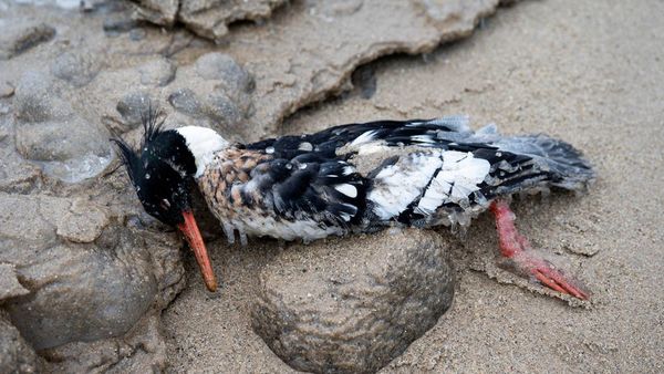 Sejumlah Burung Mati Terdampar di Danau Michigan