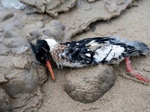 Sejumlah Burung Mati Terdampar di Danau Michigan Sejumlah Burung Mati Terdampar di Danau Michigan