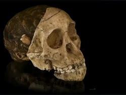 Fosil Ini Dipercaya Sebagai Potongan Puzzle dari Manusia dan Kera