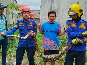 Damkar Evakuasi Ular Sanca 2,5 Meter Usai Mangsa Ayam Milik Warga Depok Damkar Evakuasi Ular Sanca 2,5 Meter Usai Mangsa Ayam Milik Warga Depok