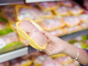 Ayam Broiler Dijual Mulai Rp 30 Ribuan Per Ekor di Transmart Full Day Sale Ayam Broiler Dijual Mulai Rp 30 Ribuan Per Ekor di Transmart Full Day Sale