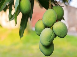 Rebutan Pohon Mangga dengan Tetangga Berujung Petaka Rebutan Pohon Mangga dengan Tetangga Berujung Petaka