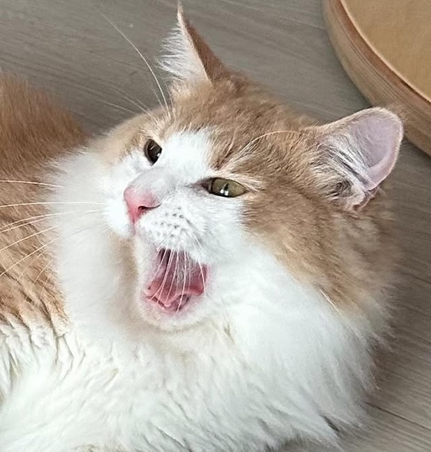 Kucing Ha Young /Foto: instagram.com/havv_y hy