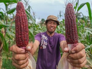 Lahan Tidur Dimanfaatkan buat Ditanami Jagung Ketan Ungu