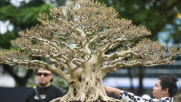 Bonsai dan Suiseki Keren Dipamerkan, Yuk lihat!