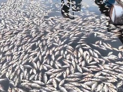 Video: Ribuan Bangkai Ikan Ngambang di Pantai Sayung Demak, Ini Kata DLH