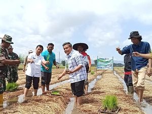 Sawah Bapokok Murah Bisa Dibuat di Seluruh Lahan Indonesia