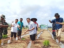 Sawah Bapokok Murah Bisa Dibuat di Seluruh Lahan Indonesia