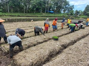 Tak Hanya Padi, Sawah Bapokok Murah Juga Bisa Hasilkan Belut