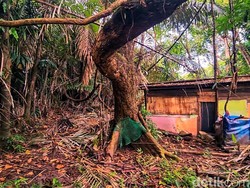 Batu Kenit Cagar Alam Sukawayana, Saksi Senyap yang Tak Lagi Mistis