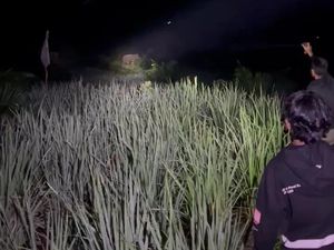 Gajah Liar di PALI Rusak Kebun dan Pondok, BKSDA Harap Warga Maklum